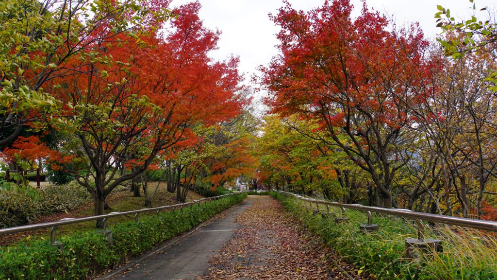 画像　大島・小松川公園の秋の風景
