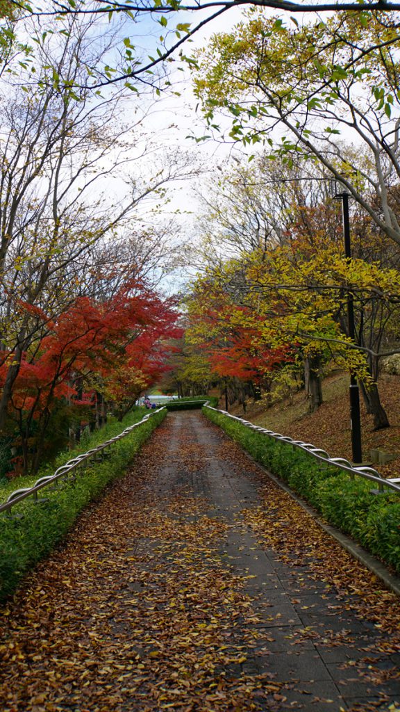 画像　大島・小松川公園の秋の風景