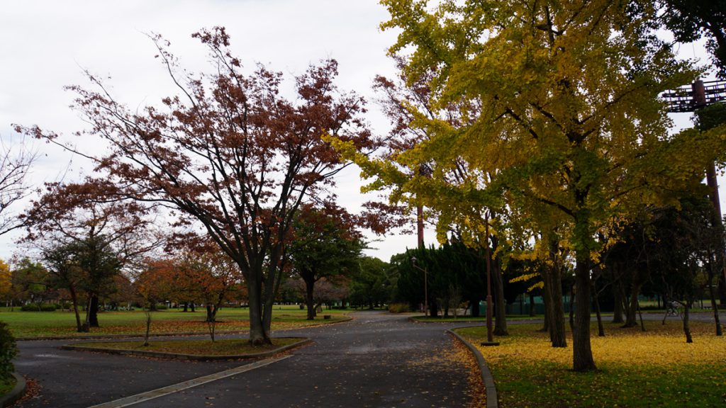 都立篠崎公園　秋の風景（園内）