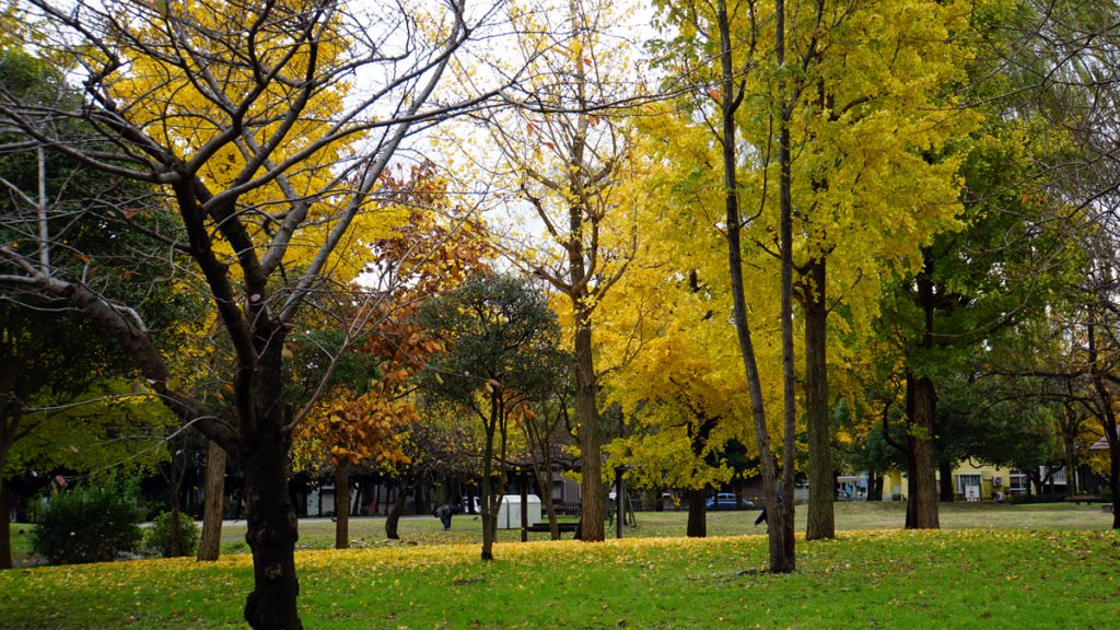 都立篠崎公園　秋の風景