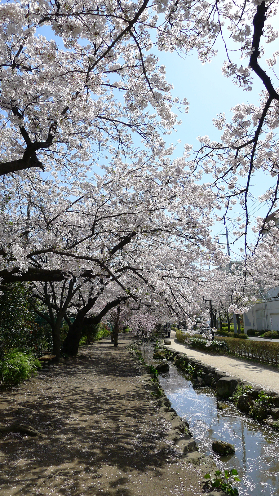 画像　篠田堀親水緑道の桜