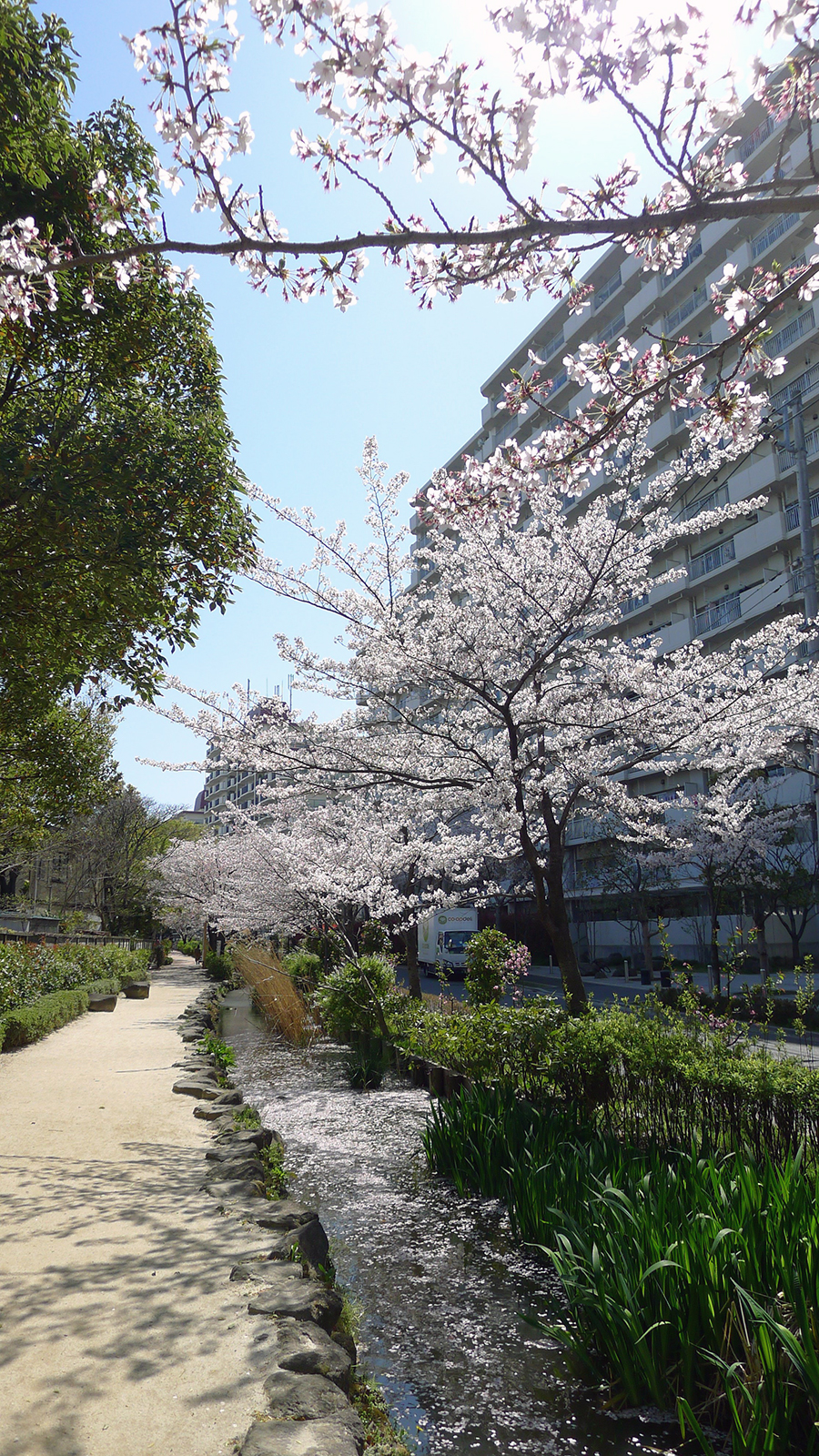 画像　篠田堀親水緑道の桜