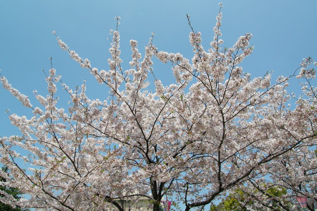 画像　 小松川境川親水公園　春の風景 