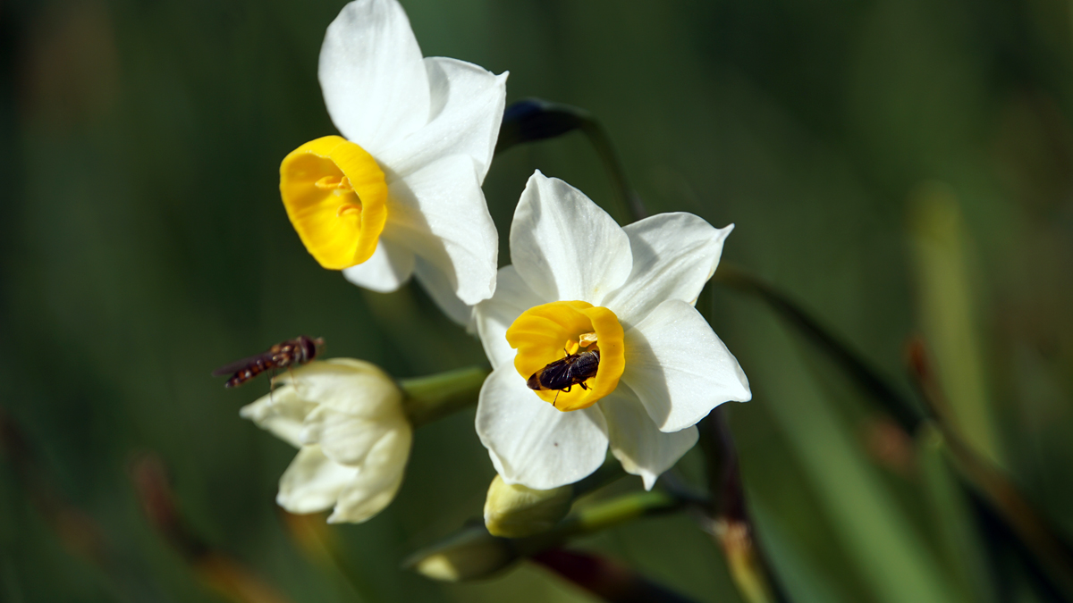 葛西臨海公園　水仙の花から蜜をとる蜂