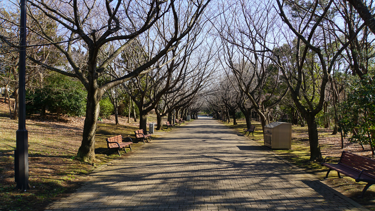 葛西臨海公園の冬の桜並木
