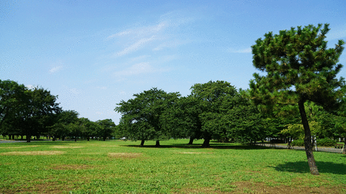都立篠崎公園　夏の風景