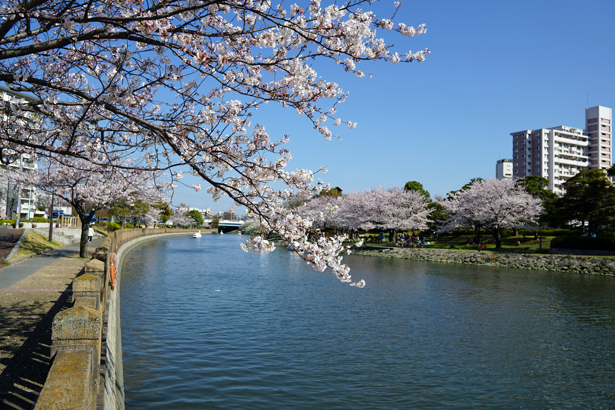 新左近川親水公園の桜