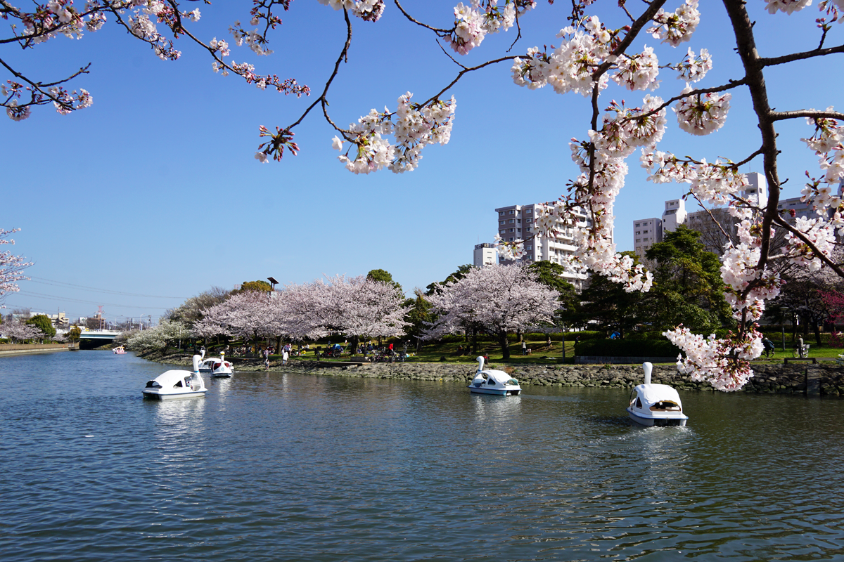 画像　新左近川親水公園の桜とスワンボート