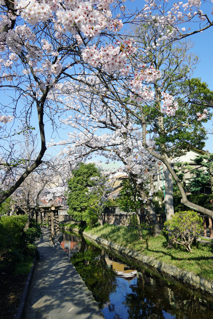 画像　桜の季節の古川親水公園