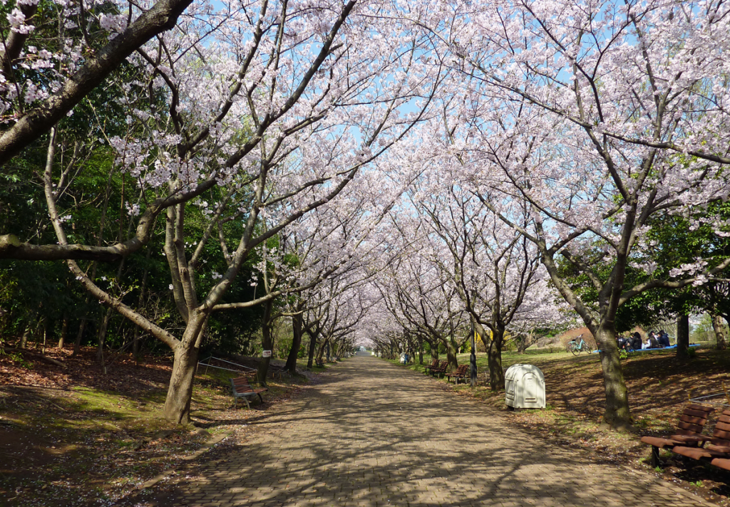 画像　葛西臨海公園　桜並木