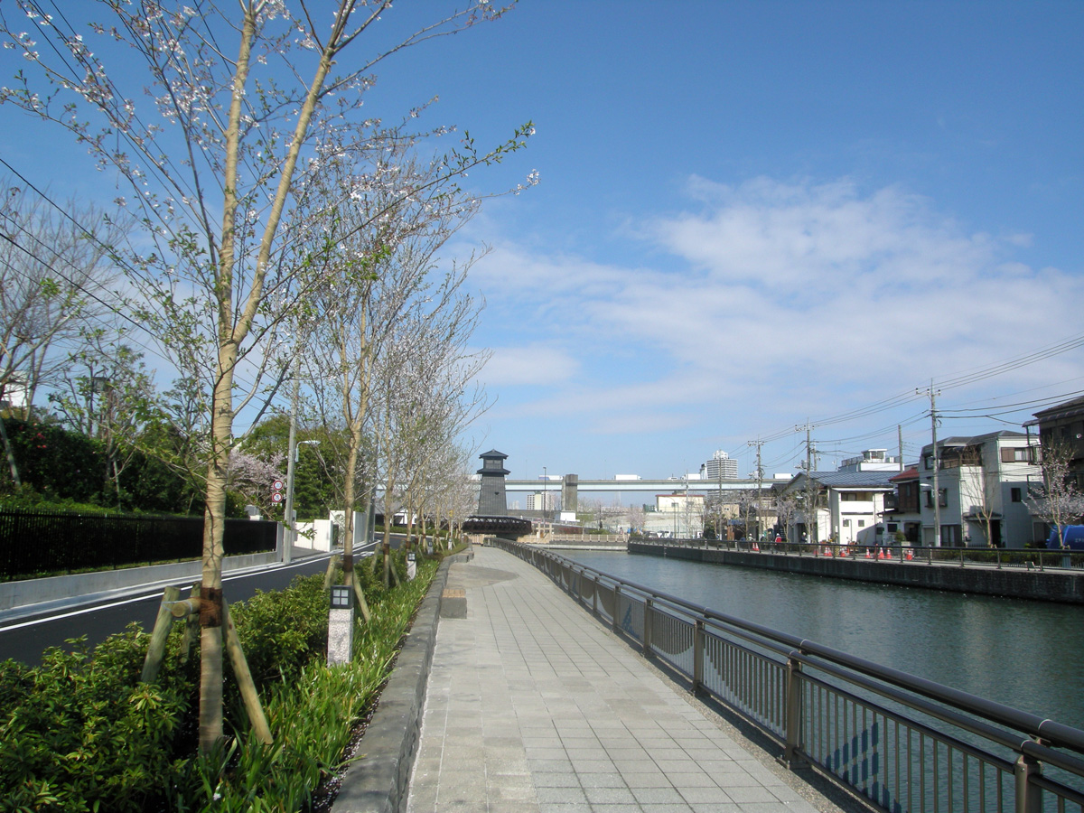 画像　新川の桜