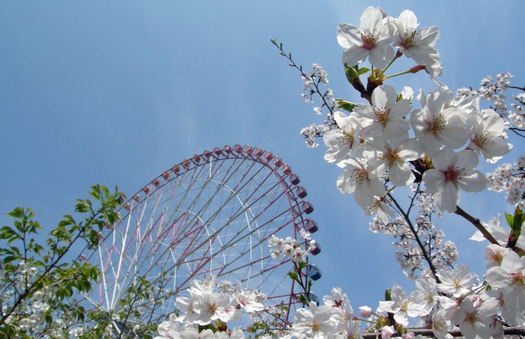 画像　葛西臨海公園　観覧車と桜