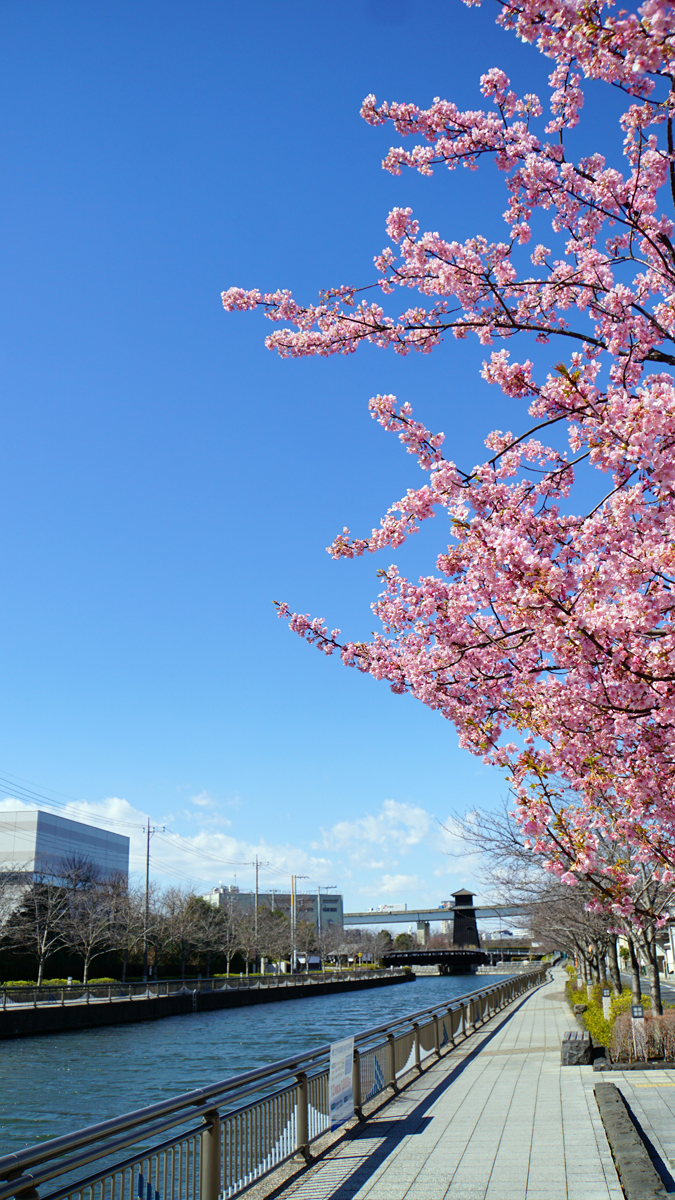 新川の河津桜 ロウバイ 十月桜の風景 17年2月 江戸川フォトライブラリー