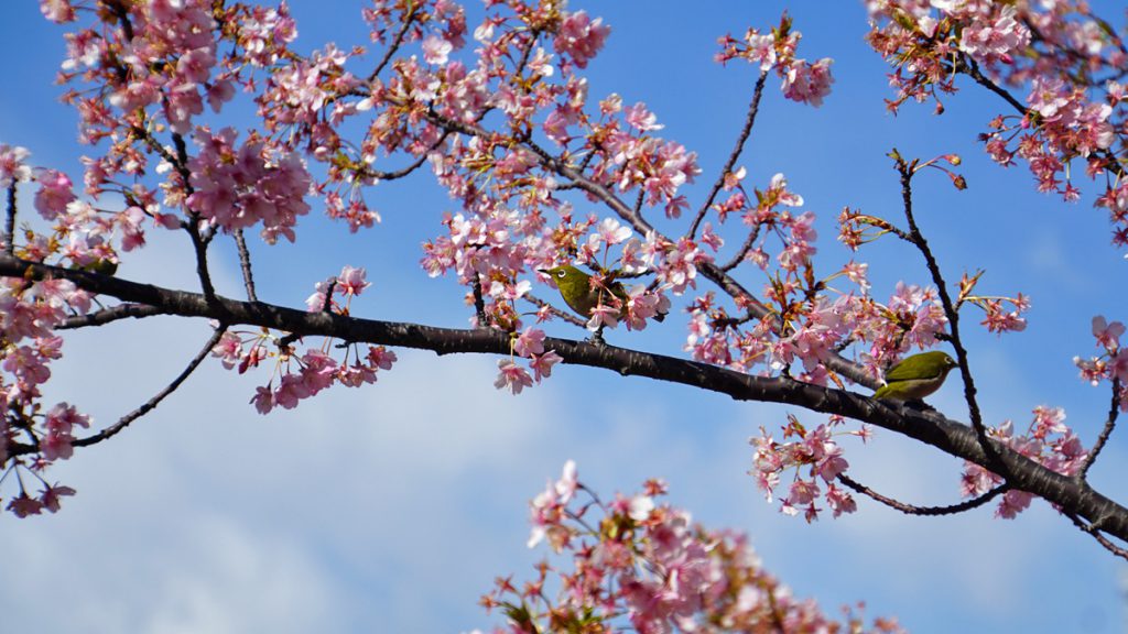旧中川の河津桜の風景