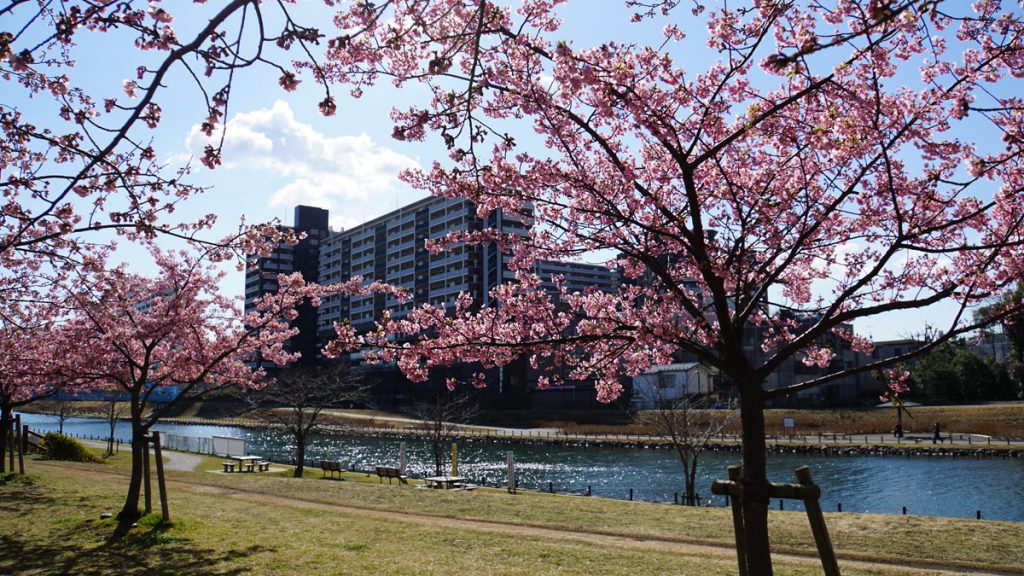 旧中川の河津桜の風景