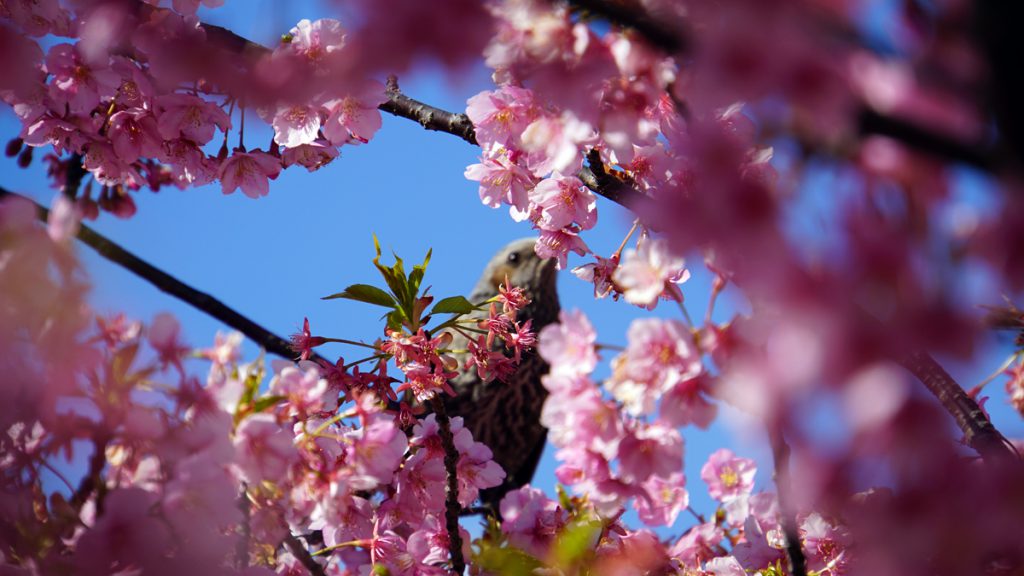 画像　旧中川の河津桜の風景