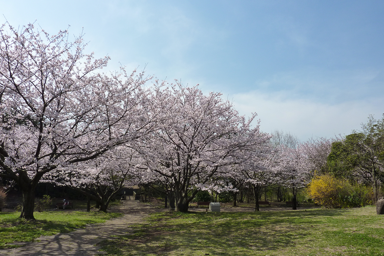 葛西臨海公園の桜 江戸川区内のおススメのお花見 江戸川フォトライブラリー