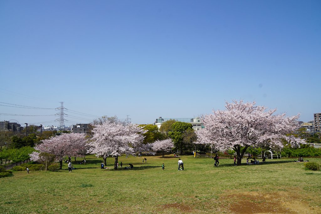 画像　なぎさ公園の桜
