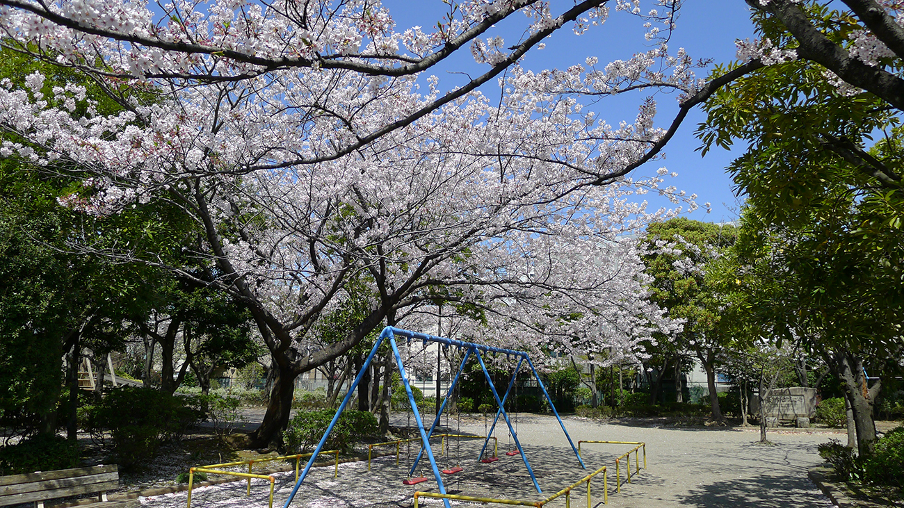 平井さくら公園の桜