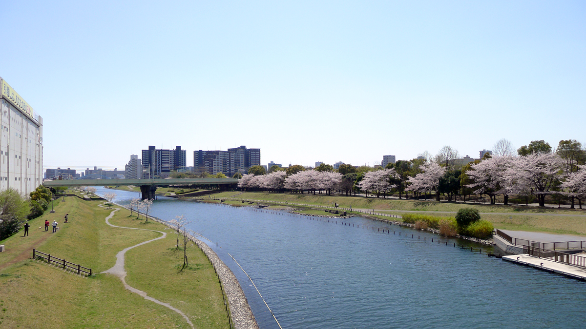 画像　旧中川の桜