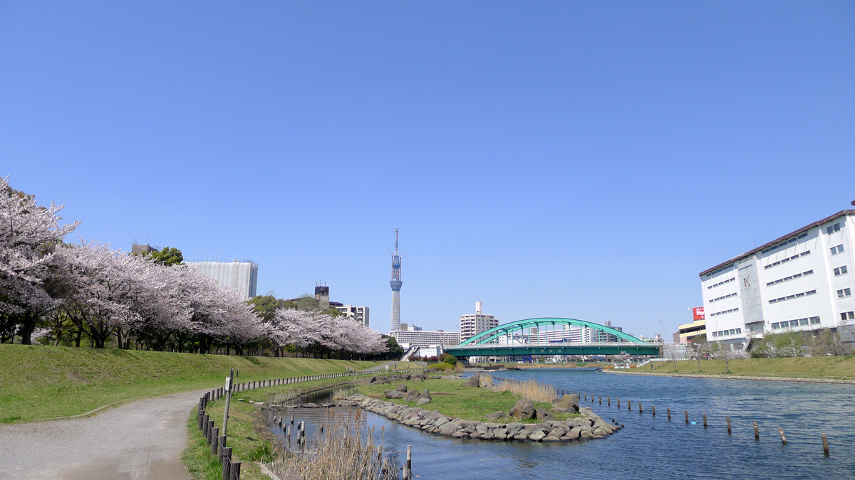 画像　旧中川の桜と東京スカイツリー