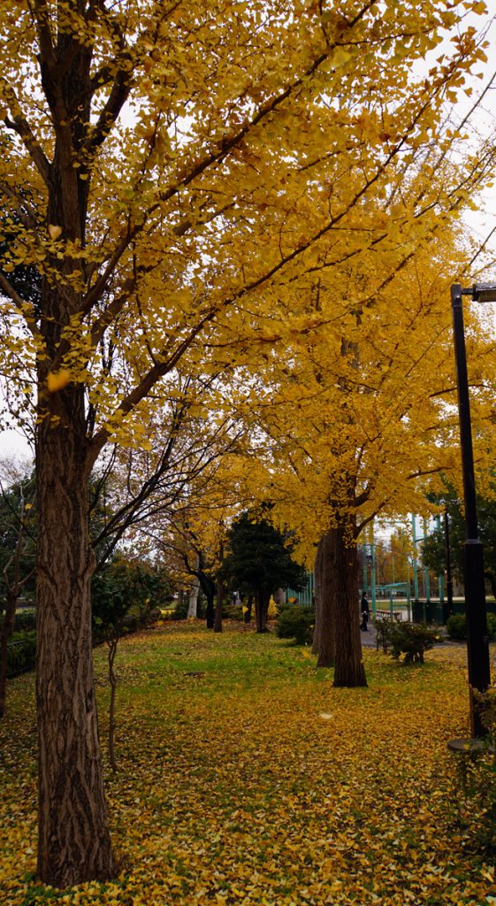 篠崎公園　秋の風景