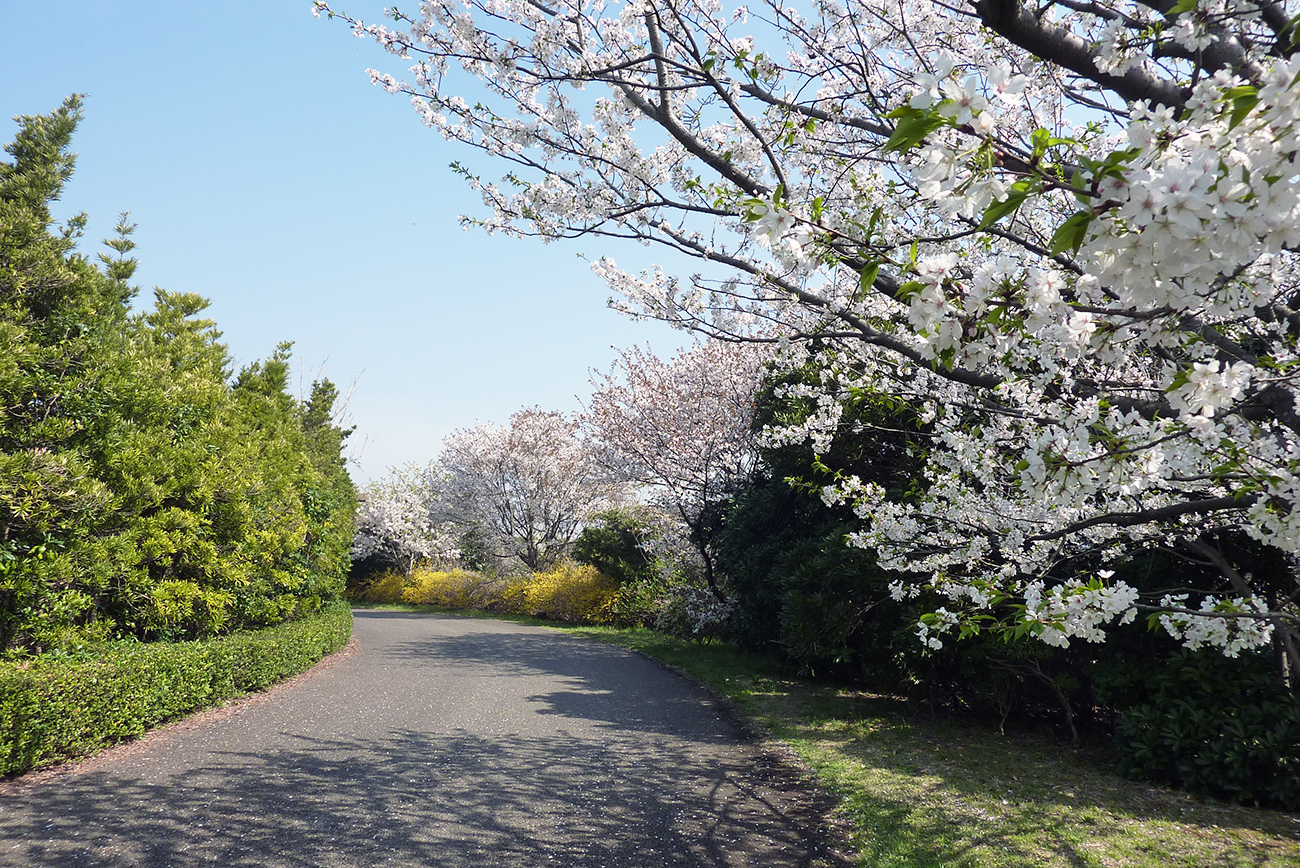 画像　葛西臨海公園の桜