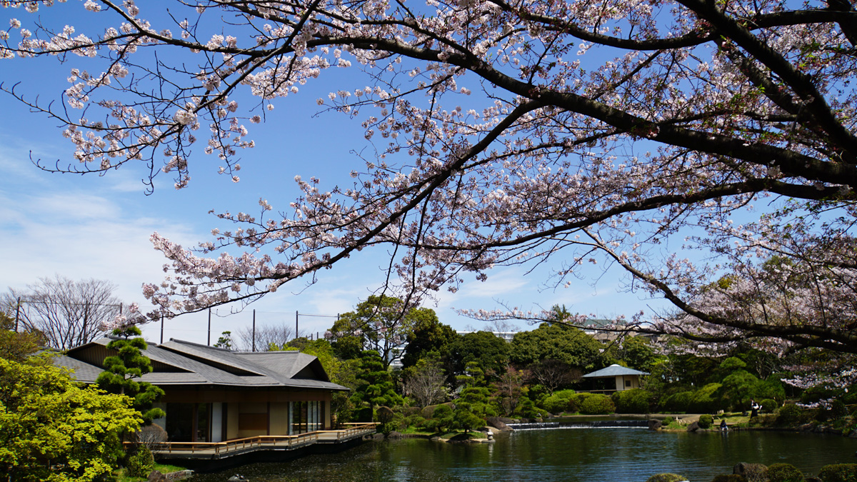 江戸川区内の桜の名所を撮影してきた（2回目） 2017年4月12日 - 江戸川 