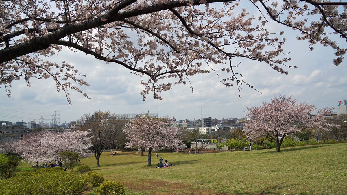 なぎさ公園の桜