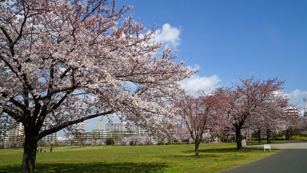 画像　大島小松川公園の桜