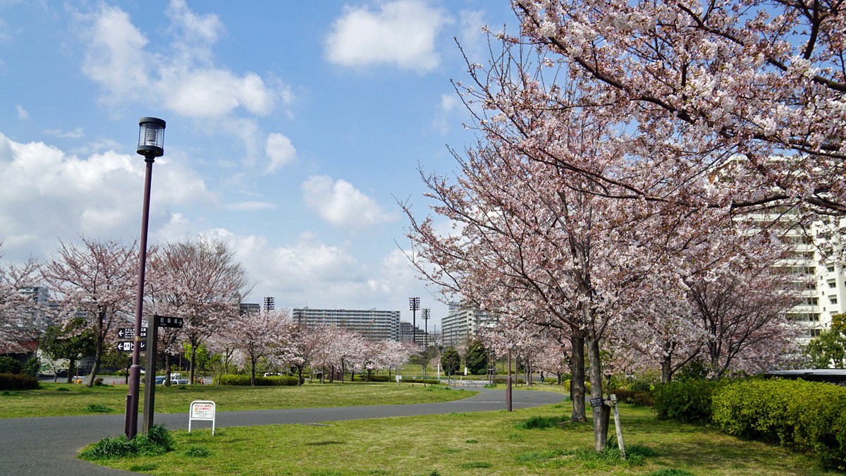 画像　大島・小松川公園の桜6