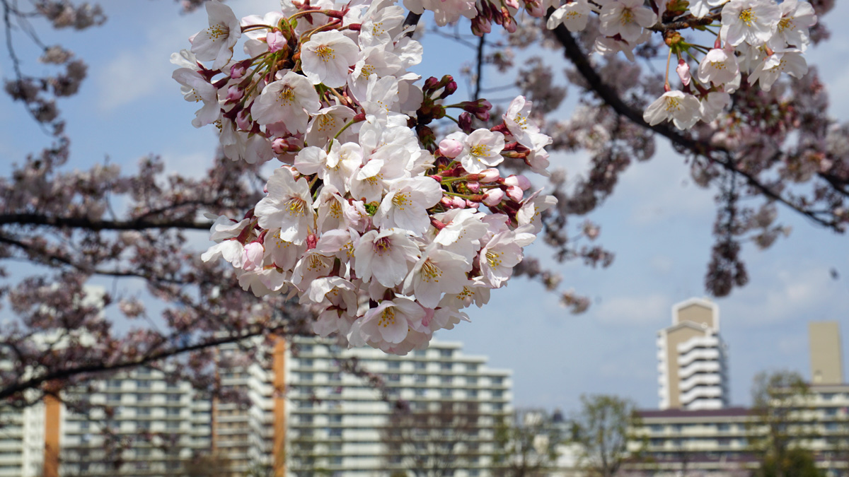 画像　大島・小松川公園の桜