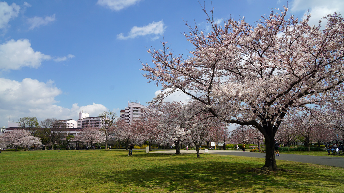 画像　大島・小松川公園の桜