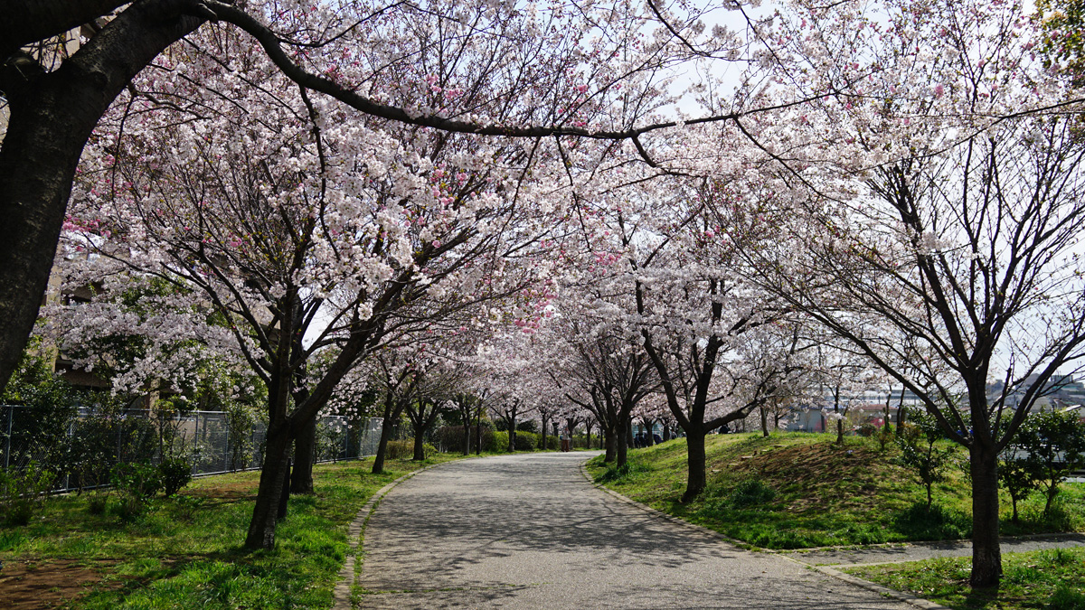 なぎさ公園の桜
