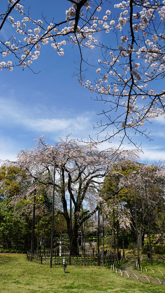 画像　行船公園　平成庭園の枝垂桜