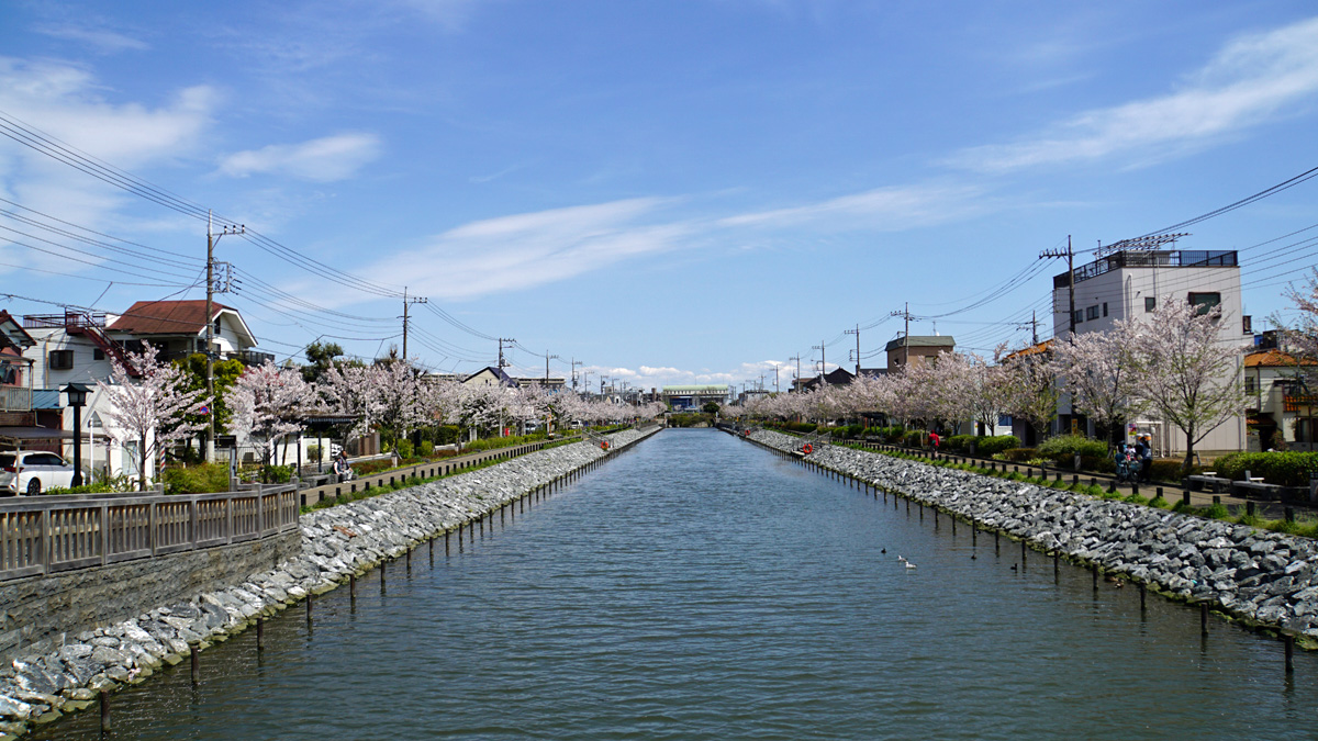 画像　桜の季節の新川