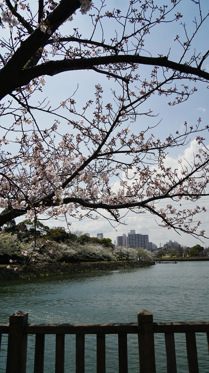 画像　新左近川親水公園の桜