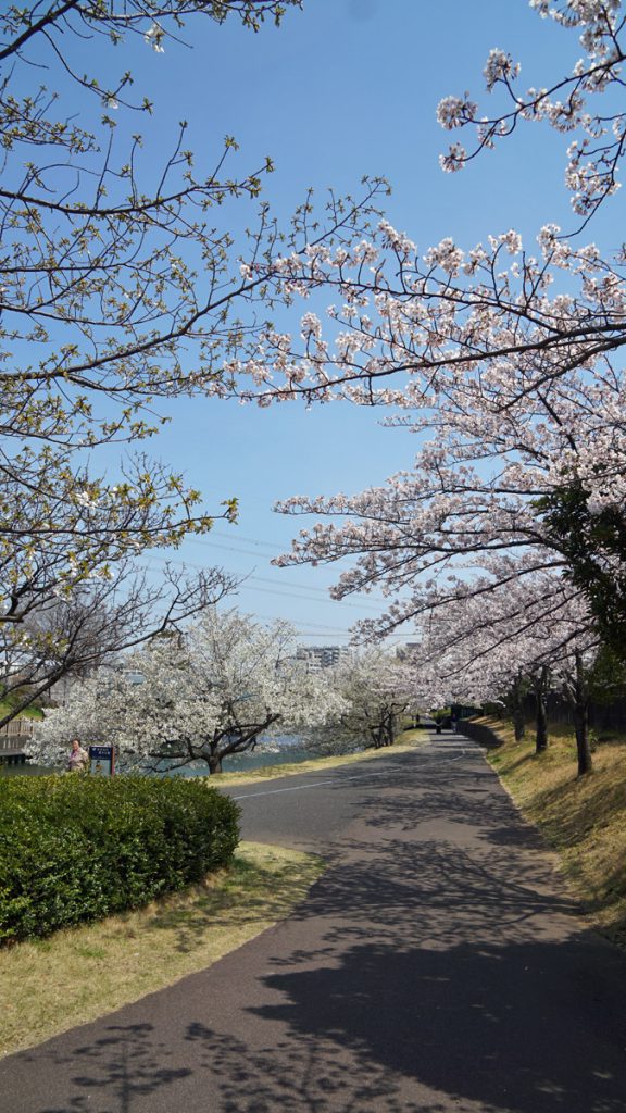 画像　新左近川の桜