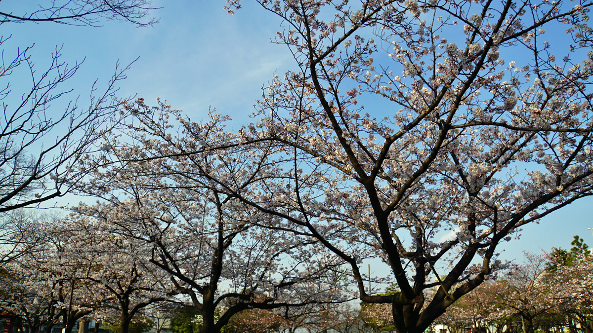 画像　春江の森公園の桜