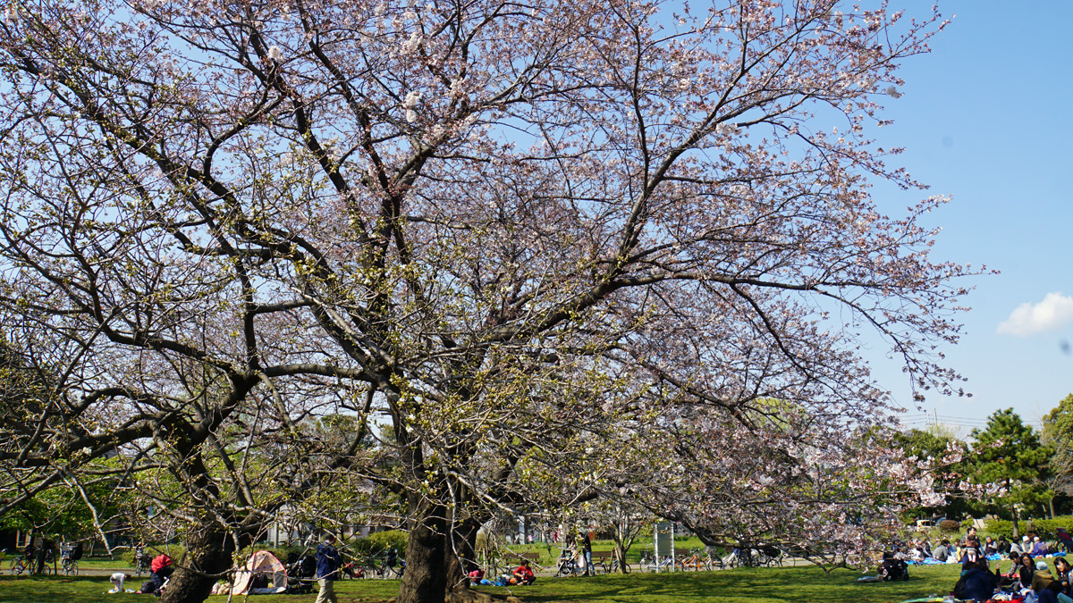 篠崎公園の桜の開花状況