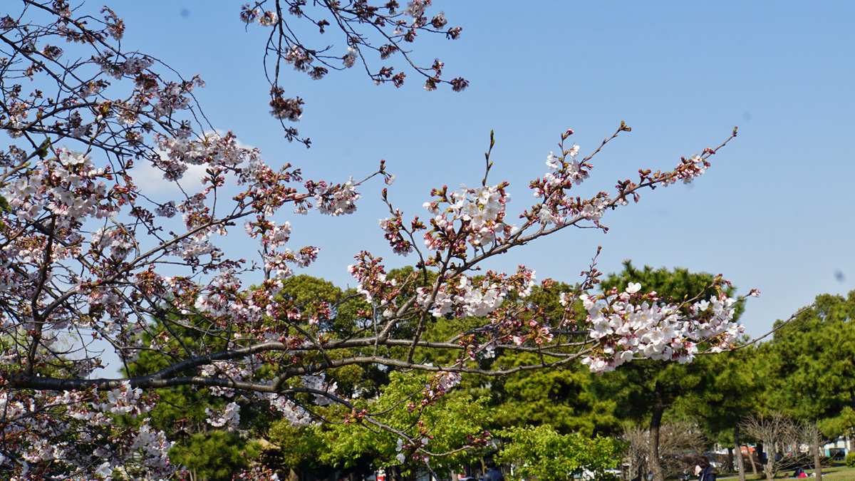 篠崎公園の桜の開花状況