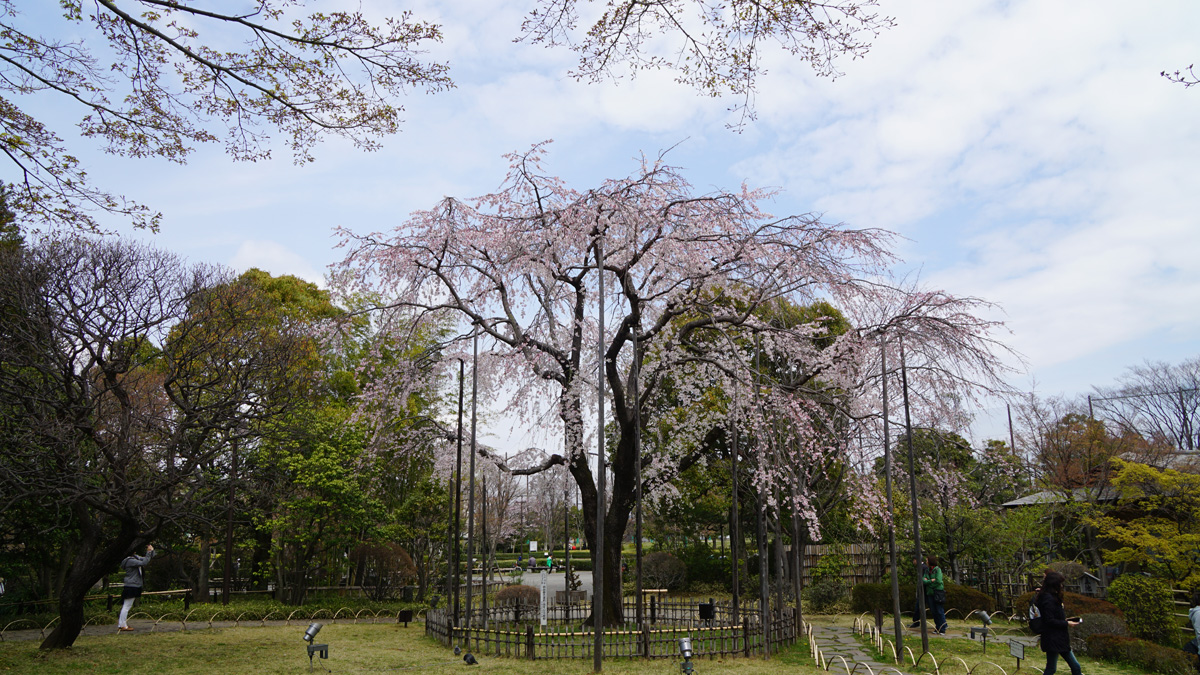 平成庭園の桜