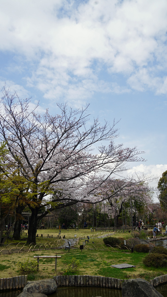 平成庭園の桜