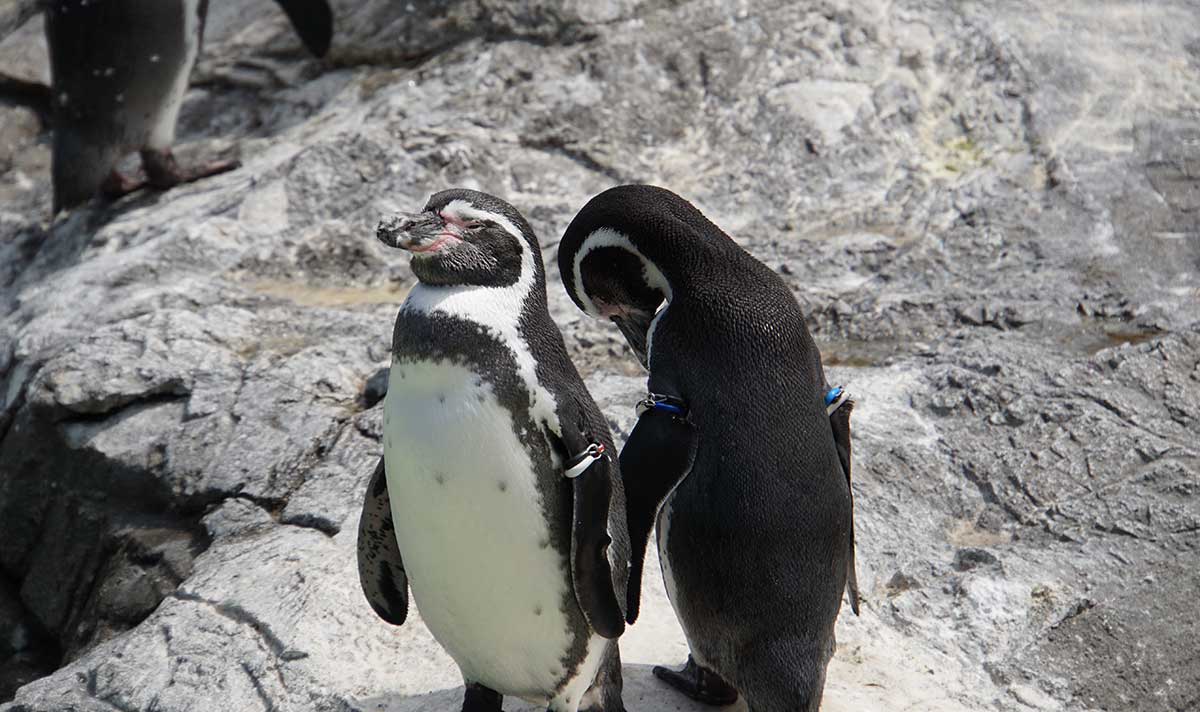 画像　葛西臨海水族園のペンギン