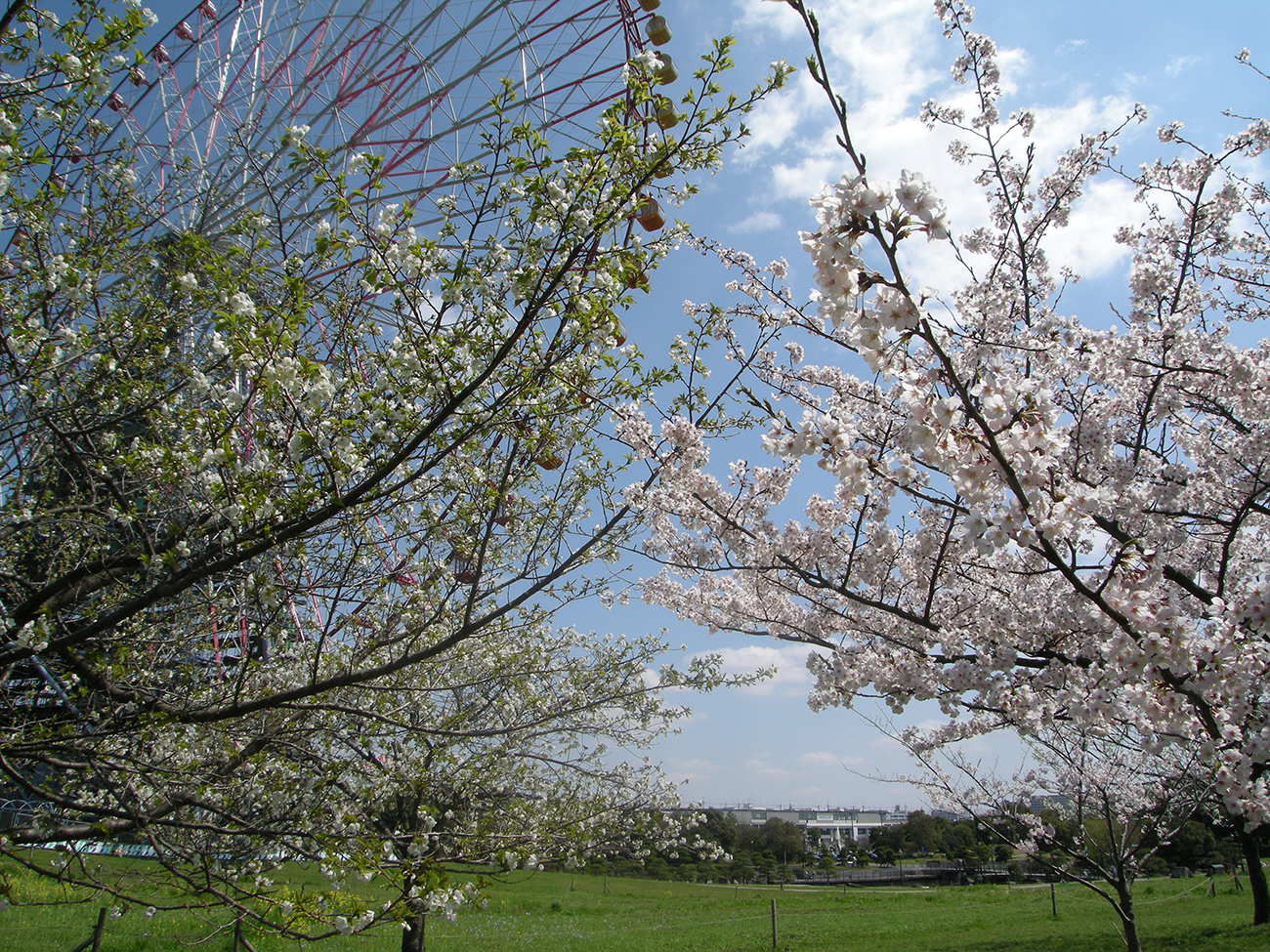 画像　葛西臨海公園　観覧車と桜