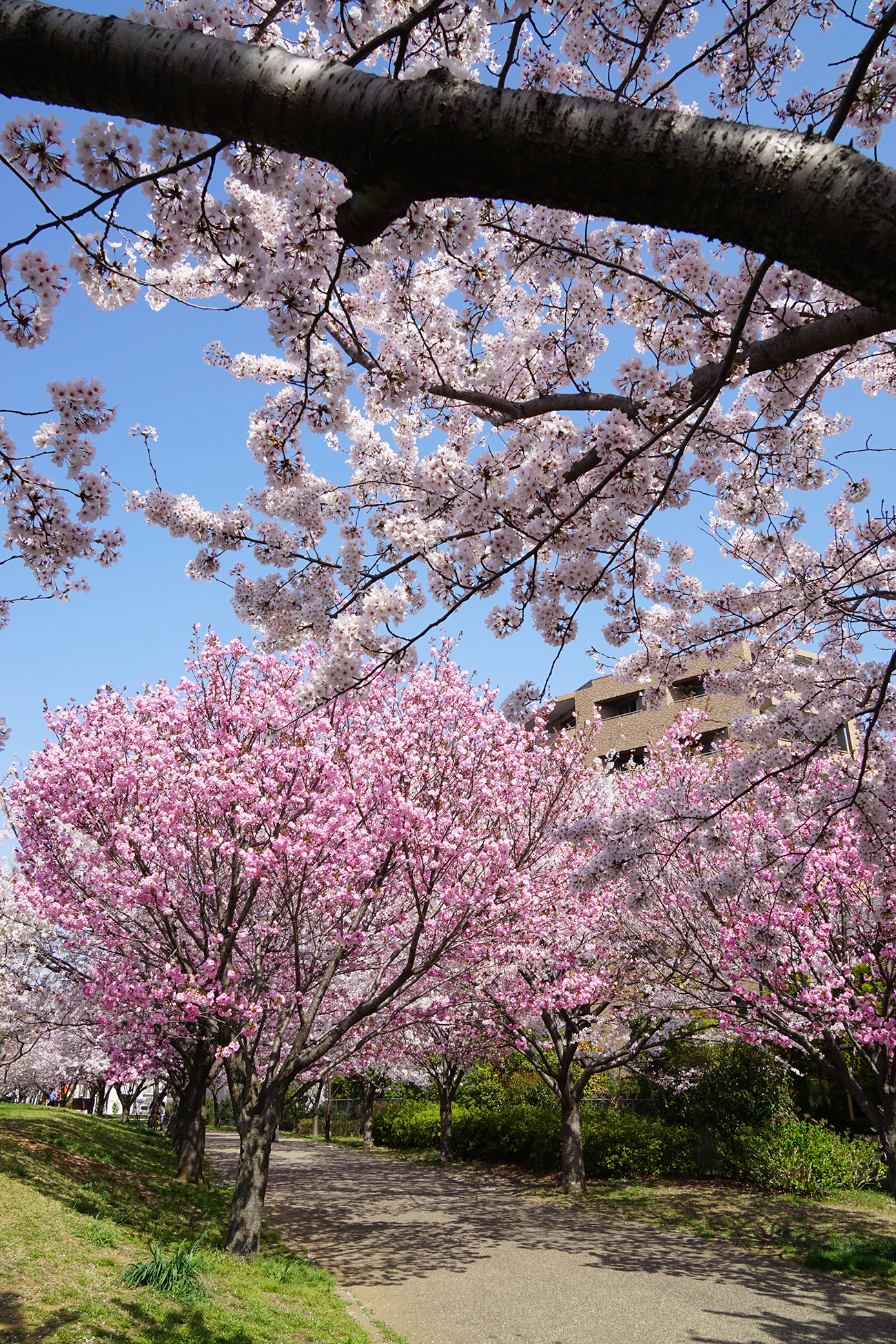 画像　宇喜田公園の桜