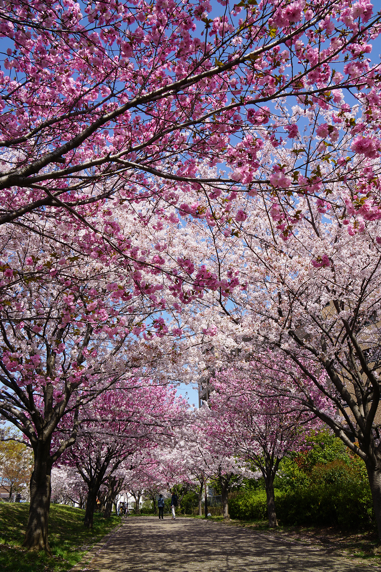 画像　宇喜田公園の桜