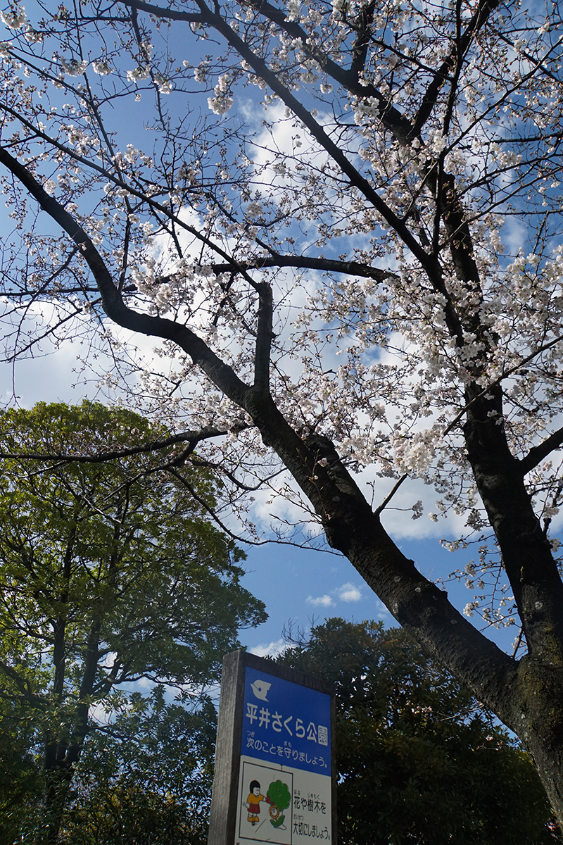 画像　平井さくら公園の桜