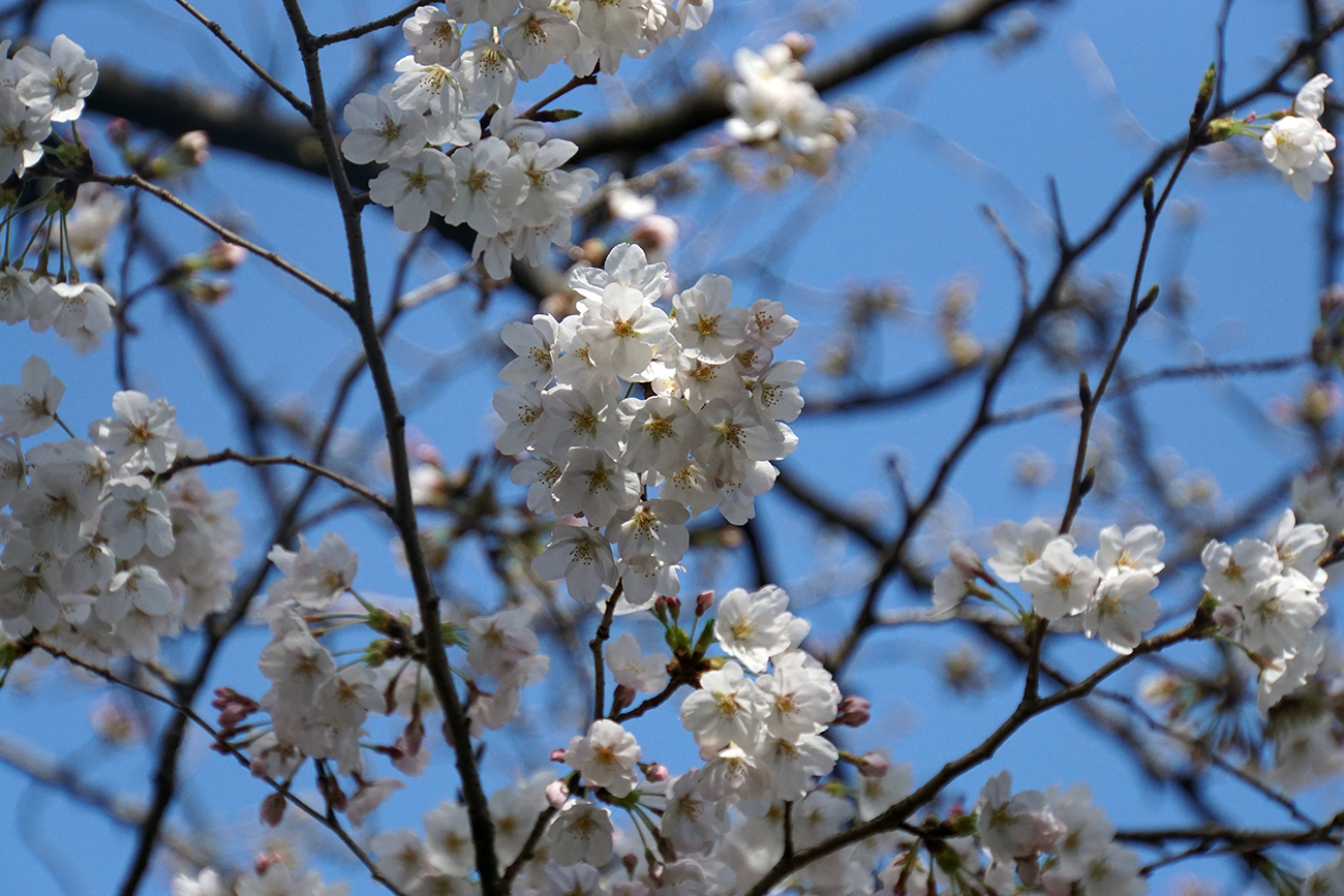 画像　平井さくら公園の桜