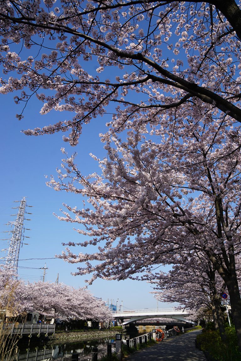 新川千本桜 桜の名所 江戸川区 - 江戸川フォトライブラリー